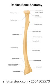 Structure of Radius Bone Anatomy