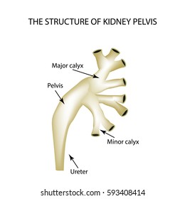 Structure of the renal pelvis. Infographics. Vector illustration on isolated background