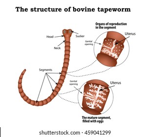 The structure of the reproductive organs of bovine tapeworm. Infographics. Vector illustration on isolated background.