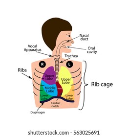 The structure of the respiratory system. The structure of the right and left lung. The upper, middle and lower lobe of the lung. Infographics. Vector illustration on isolated background.