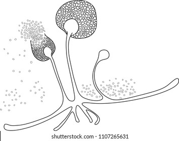 Structure of Rhizopus