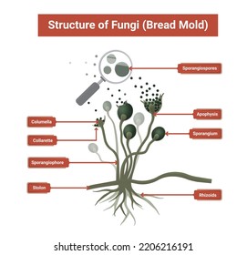 Structure of Rhizopus mold,  bread mold, black fungus, illustration. Opportunistic fungi that cause mucormycosis involving skin, nasal sinuses, brain and lungs. 