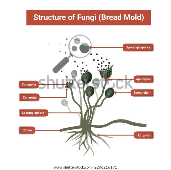 Structure of Rhizopus mold, 
bread mold, black fungus, illustration. Opportunistic fungi that
cause mucormycosis involving skin, nasal sinuses, brain and lungs.
