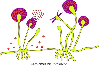 10,418 Fungus bread Images, Stock Photos & Vectors | Shutterstock