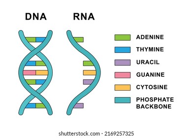 Structure of Ribonucleic acid and Deoxyribonucleic acid molecules. DNA and RNA nucleobases structure - cytosine, guanine, adenine, uracil, thymine.