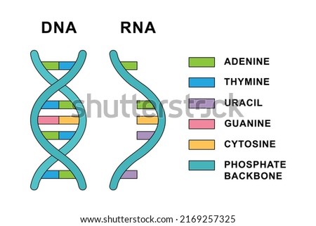 Structure of Ribonucleic acid and Deoxyribonucleic acid molecules. DNA and RNA nucleobases structure - cytosine, guanine, adenine, uracil, thymine. Imagine de stoc © 