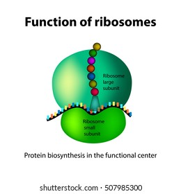 Structure Ribosome Functions Infographics Vector Illustration Stock ...