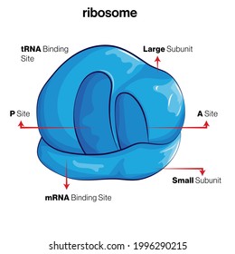 labelled diagram of ribosomes