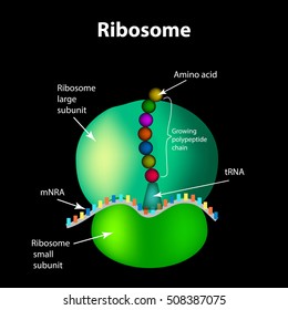 Die Struktur des Ribosoms. Infografiken. Vektorgrafik