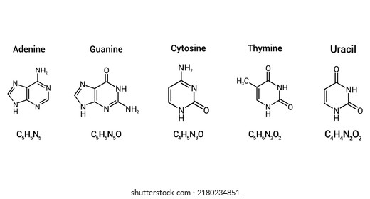 Structure Of RNA Nucleobases. Adenine Guanine Cytosine Thymine And Uracil