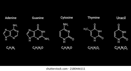 Structure Of RNA Nucleobases. Adenine Guanine Cytosine Thymine And Uracil