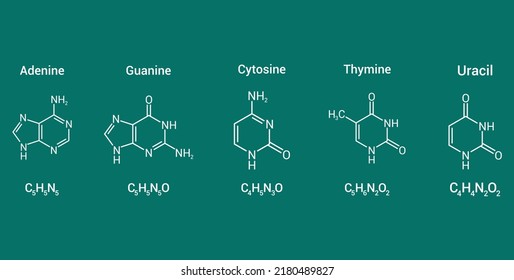 Structure Of RNA Nucleobases. Adenine Guanine Cytosine Thymine And Uracil