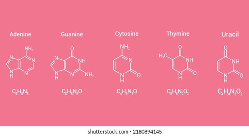 Structure Of RNA Nucleobases. Adenine Guanine Cytosine Thymine And Uracil