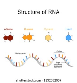 structure of RNA. vector illustration for medical, educational and science use