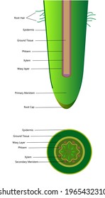 Structure of a root of a plant