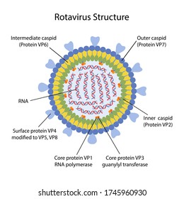 Struktur des Rotavirus mit den entsprechenden Bezeichnungen. Mikrobiologie. Virologie. Medizinische Vektorgrafik in flachem Stil isoliert über weißem Hintergrund. 