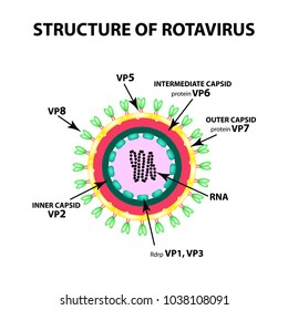 The structure of rotavirus. Infographics. Vector illustration on isolated background.