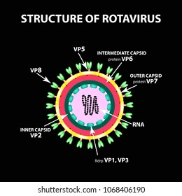 The structure of rotavirus. Infographics. Vector illustration on black background.