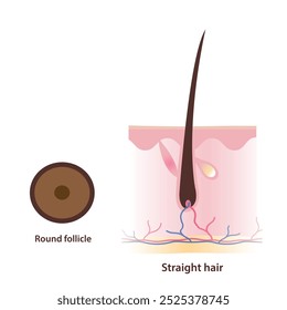 Structure of round shaped follicle and straight hair vector illustration isolated on white background. Cross section of round follicle produce straight hair with scalp layer. Hair anatomy concept.