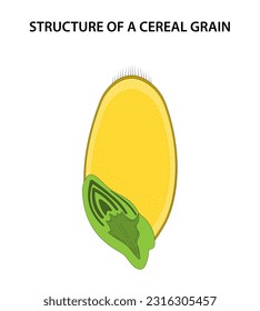 Estructura del grano de cereales de s (caryopsis)