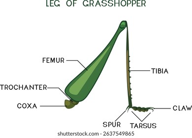 Structure of saltatorial leg of grasshopper for biology lesson	