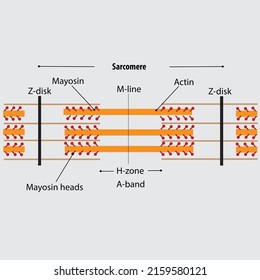 Structure of the sarcomere. The contractile unit of skeletal muscles. myosin and actin filaments, discs, myosin heads, m-line, a band, are labeled in this vector drawing of sarcomere