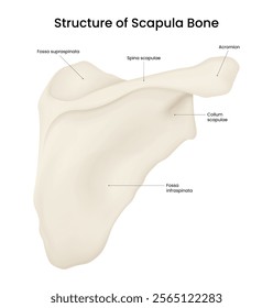 Structure of Scapula Posterior View