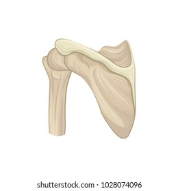 Structure of scapula, shoulder blade or wing bone. Part of human skeleton. Design for infographic, medical poster or educational book. Detailed flat vector icon