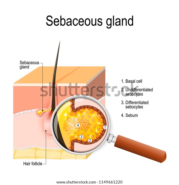 Structure of the Sebaceous gland. Anatomy and\
Physiology. sebocytes. Vector illustration for your design,\
educational and medical\
use