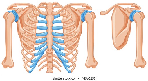 Structure of shoulder bones illustration