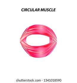 The structure of skeletal muscle. Circular muscle. Tendon. Infographics. Vector illustration on isolated background.