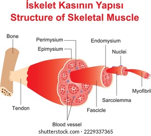 Structure of Skeletal Muscle, education