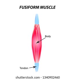 The structure of skeletal muscle. fusiform muscle. Tendon. Infographics. Vector illustration on isolated background.