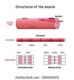 Structure Skeletal Muscle. myofibril with thin and thick filament. close up of a sarcomere. Muscles contract by sliding the myosin and actin filaments along each other. Biomedical Science