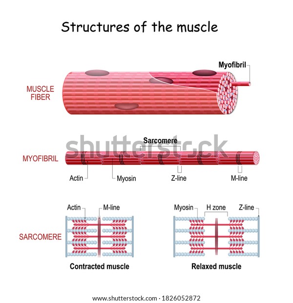 Structure\
Skeletal Muscle. myofibril with thin and thick filament. close up\
of a sarcomere. Muscles contract by sliding the myosin and actin\
filaments along each other. Biomedical\
Science