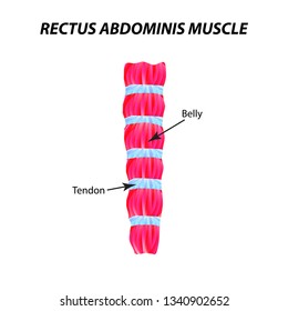 The structure of skeletal muscle. rectus abdominis muscle. Tendon. Infographics. Vector illustration on isolated background.