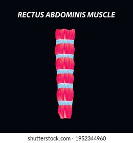 Structure Skeletal Muscle Rectus Abdominis Muscle Stock Vector (Royalty ...