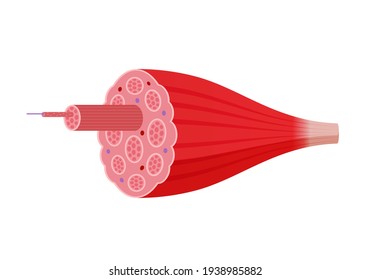 Structure of skeletal muscle vector illustration