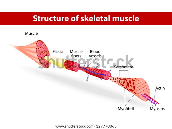 骨格筋の構造 ベクターイラスト のベクター画像素材 ロイヤリティフリー