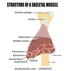 Structure of a skeletal muscle(useful for education in schools and clinics ) - vector illustration