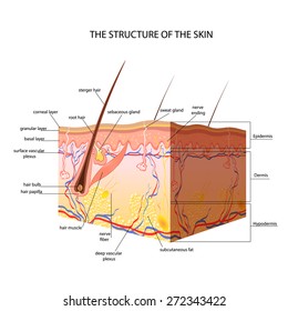 the structure of the skin