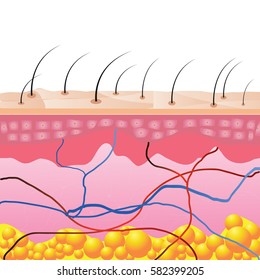 Structure Skin Cells Under Skin Show Stock Vector (Royalty Free ...