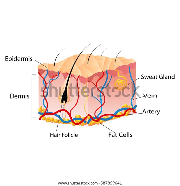 Structure Skin Cells Under Skin Show Stock Vector (Royalty Free ...