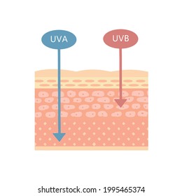 The structure of the skin. How UVA and UVB work. On a white background.