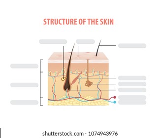 Art Labeling Activity Hair Structure