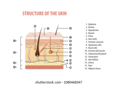 Structure of the skin info with number illustration vector on white background. Medical concept.