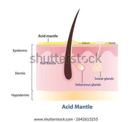 Structure of skin layer with acid mantle on surface vector illustration. The acid mantle is natural, slightly acidic film, composed of sebum, sweat and dead skin cells. Skin care and beauty concept.