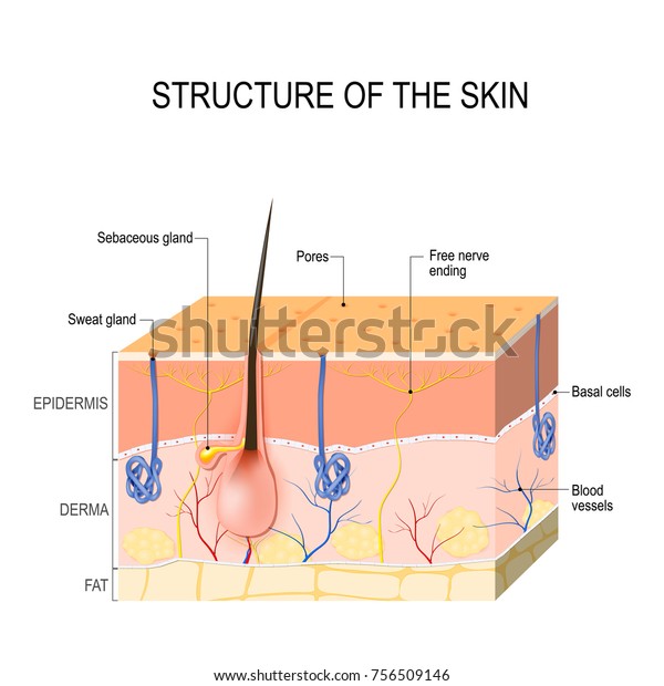 Structure of the skin. Skin layers with blood\
vessel, free nerve ending, pores and glands (sebaceous and sweat\
glands). Human\
anatomy