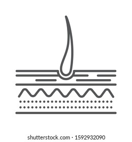Structure of the skin line black icon. Hair anatomy and hair follicle. Sign for web page, mobile app, button, logo. Editable stroke