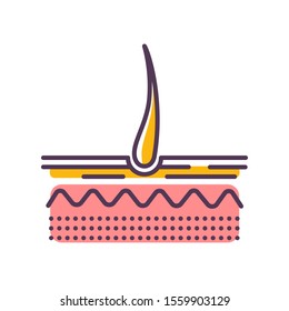 Structure of the skin line color icon. Hair anatomy and hair follicle. Sign for web page, mobile app, button, logo. Editable stroke